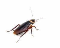 My Home Pest Cockroach Control Melbourne image 4