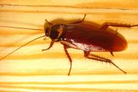 My Home Pest Cockroach Control Melbourne image 6