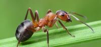 Fast Pest Ant Control Melbourne image 6