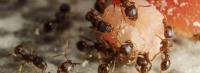 Fast Pest Ant Control Melbourne image 7