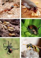 Pest Control Chatswood image 6