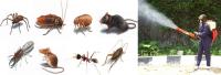 Pest Control Glenmore Park image 3