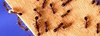 Termite Treatment Brisbane image 1