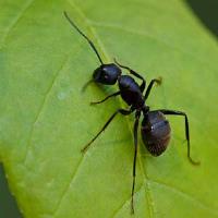 Ant Control image 1