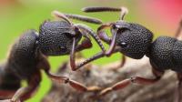 Ant Control image 2