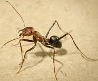 Ant Control image 4