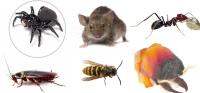 Pest Control Canberra image 6