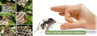 Best Pest Control Brisbane  image 6