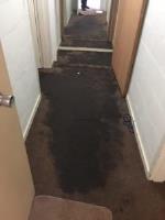 Wet Carpet Cleaners image 1