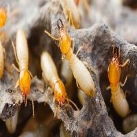 termite inspection brisbanene image 3