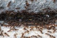 Termite and Pest Control North Brisbane image 1