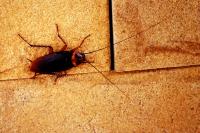 Termite and Pest Control North Brisbane image 5