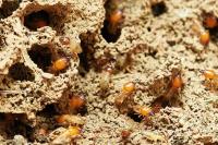 Termite and Pest Control North Brisbane image 13