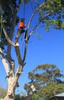 Tree Lopping Brisbane Northside image 3