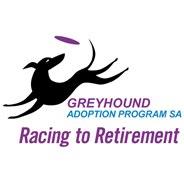 Greyhound Adoption Program - SA image 1
