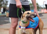 Greyhound Adoption Program - SA image 2
