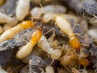 Termite Protection Melbourne image 3
