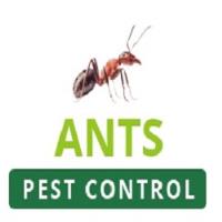 Ants Pest Control Perth image 1