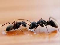Ants Pest Control Perth image 2
