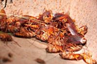 Cockroach Pest Control Perth image 2