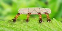 Ants Pest Control Perth image 3