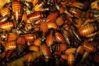Cockroach Pest Control Perth image 3