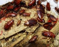 Cockroach Pest Control Perth image 4