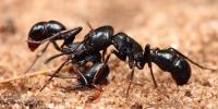 Ants Pest Control Perth image 4