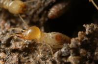 SES Termite Control Melbourne image 1