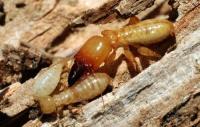 Termite Control Melbourne image 3
