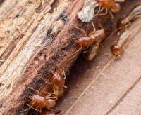 Termite Control Melbourne image 11