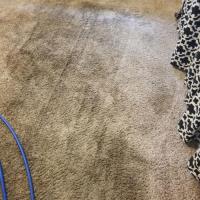 Carpet Cleaning Adelaide image 5