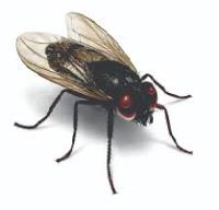Pest Control Griffith image 4