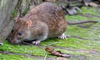 Affordable Pest Control Geelong image 2