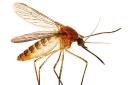 Best Pest Control Geelong logo