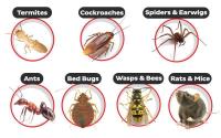 Pest Control Forster image 1