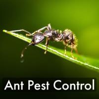 Antipesto Pest Control image 1
