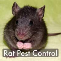 Antipesto Pest Control image 3