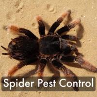 Antipesto Pest Control image 4