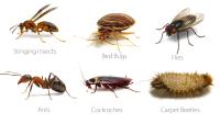 Pest Control Hallam image 5
