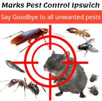 Pest Control Ipswich image 6