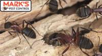 Ant Control Sydney image 1