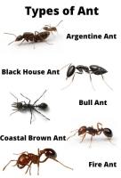 Ant Control Sydney image 7