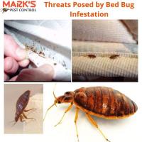 Bedbugs Control Canberra image 4