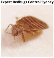 Bedbugs Control Sydney image 4