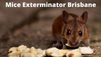 Rodent Control Brisbane image 5