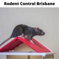 Rodent Control Brisbane image 8