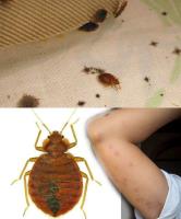 Bedbugs Control Sydney image 7
