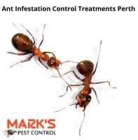 Ant Control perth image 1