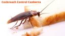Cockroach Control Canberra logo